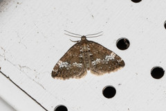 Perizoma alchemillata