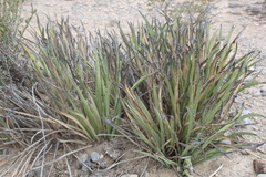 Yucca endlichiana