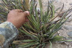 Yucca endlichiana