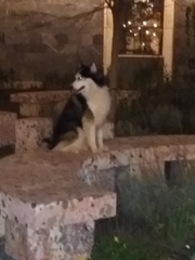 Canis familiaris