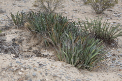 Yucca endlichiana