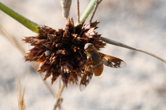 Ligyra ferrea