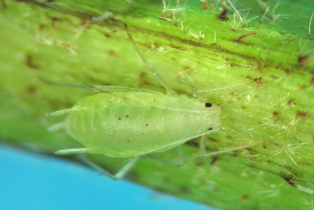 Utamphorophora