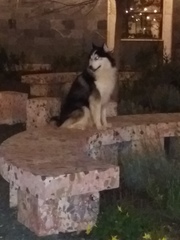 Canis familiaris