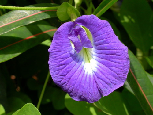 Blue Pea