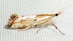 Plutella porrectella