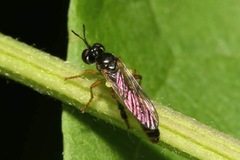 Dioctria lateralis