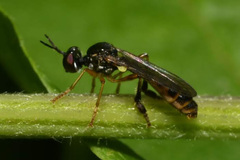 Dioctria lateralis