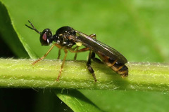 Dioctria lateralis