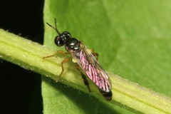 Dioctria lateralis