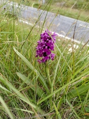 Dactylorhiza purpurella