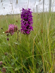Dactylorhiza purpurella