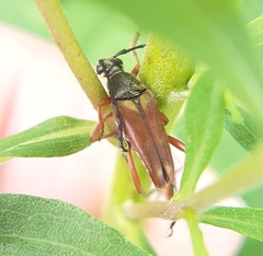 Typocerus acuticauda