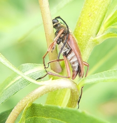 Typocerus acuticauda