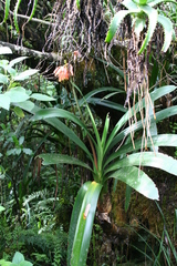 Clivia caulescens