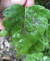 Stigmella betulicola