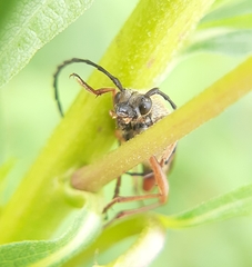 Typocerus acuticauda