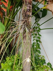 Brassavola cucullata