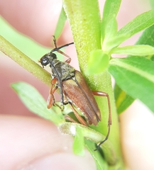 Typocerus acuticauda
