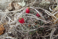 Mammillaria uncinata