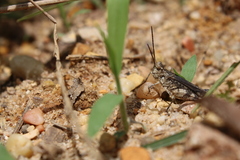 Psinidia fenestralis