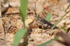 Psinidia fenestralis