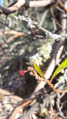 Comarostaphylis glaucescens