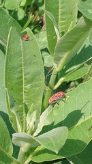 Tetraopes tetrophthalmus