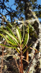 Comarostaphylis glaucescens