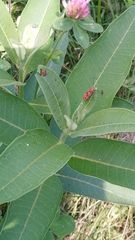 Tetraopes tetrophthalmus