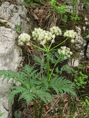 Molopospermum peloponnesiacum