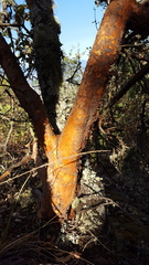 Comarostaphylis glaucescens