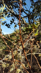 Comarostaphylis glaucescens