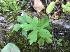 Anemonastrum canadense