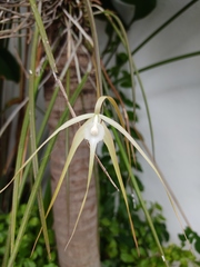 Brassavola cucullata