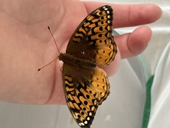 Speyeria cybele pseudocarpenteri