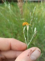 Chondrilla juncea