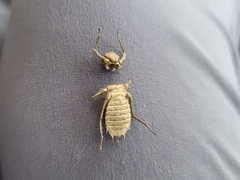 Neurocordulia molesta