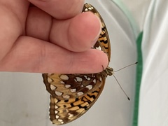 Speyeria cybele pseudocarpenteri