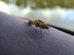 Neurocordulia molesta