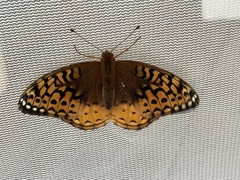 Speyeria cybele pseudocarpenteri