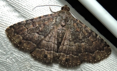 Diatenes aglossoides