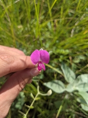 Tephrosia lindheimeri