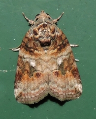 Garella vallata