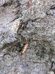 Cameraria ohridella