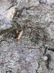 Cameraria ohridella