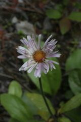 Aster bellidiastrum