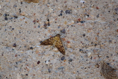 Mimorista subcostalis