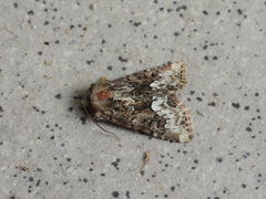 Oligia strigilis