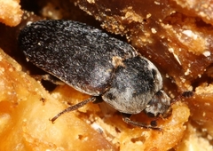 Dermestes frischii
